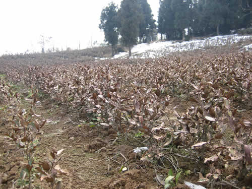 公司受凍茶園